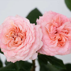 Martha Stewart™ Hybrid Tea Rose