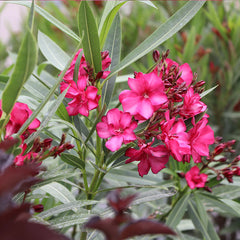 ¡OLÉ!® Bicolor Red Oleander Shrub