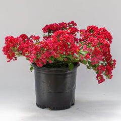 Bellini® Strawberry Crape Myrtle Shrub