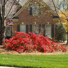 Autumn Bonfire® Encore® Azalea Shrub