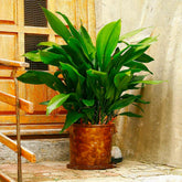 Cast Iron Plant