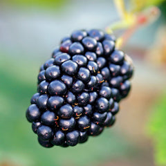 Natchez Blackberry