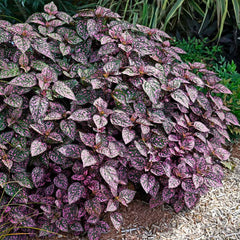 Polka Dot Plant