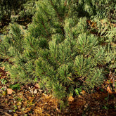 Ophir Mugo Pine Shrub