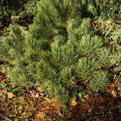 Ophir Mugo Pine Shrub