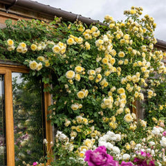 David Austin® The Pilgrim® Climbing Rose Shrub