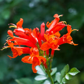 Cape Honeysuckle Vine