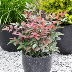 Southern Living® Blush Pink™ Nandina Shrub