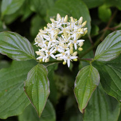 Red Twig Dogwood Shrub