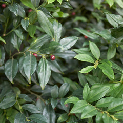 Fragrant Valley Sarcococca Shrub