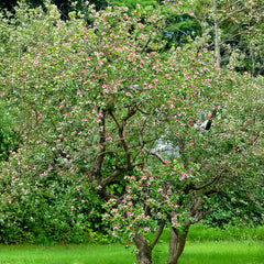 Pineapple Guava Coolidge Tree
