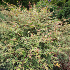 Proven Winners® Metamorphosa® Japanese Maple Tree