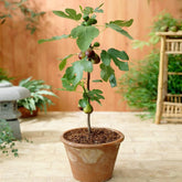 Southern Living® Little Miss Figgy™ Tree - USDA Organic