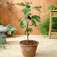 Southern Living® Little Miss Figgy™ Tree - USDA Organic