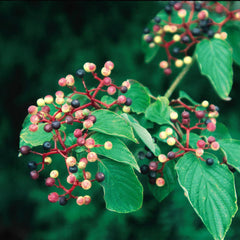 Pagoda Dogwood Tree