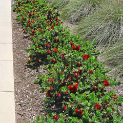 Little John Dwarf Bottlebrush Shrub