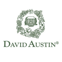 David Austin® Nye Bevan™ Rose Shrub