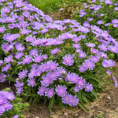 Totally Stoked™ 'Riptide' Stoke's Aster Plant