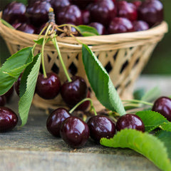 Bing Cherry Tree