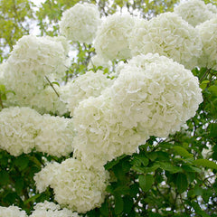 Chinese Snowball Bush