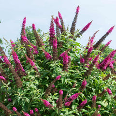 Bloomables® CranRazz Butterfly Bush (Tree Form)
