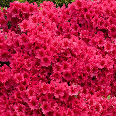 Red Ruffle Azalea Shrub
