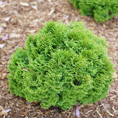Proven Winners® Tater Tot® Arborvitae