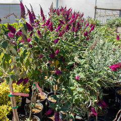 Bloomables® CranRazz Butterfly Bush