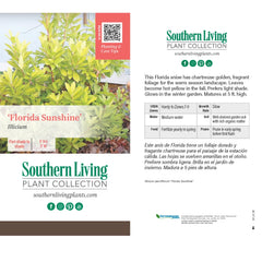 Southern Living® Florida Sunshine Illicium