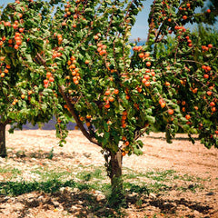 Blenheim Apricot Tree