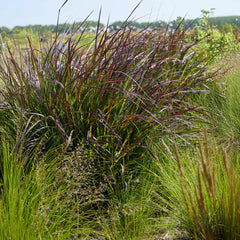 Blackhawks Big Bluestem Grass