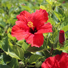 Red Tropical Hibiscus Tree