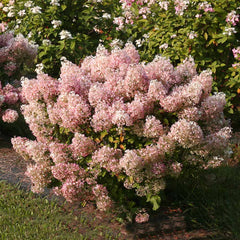 Proven Winners® Bobo® Hydrangea Shrub