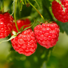 Heritage Everbearing Raspberry Bush - USDA Organic