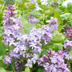 New Age™ Lavender Syringa Shrub