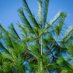Eastern White Pine Tree