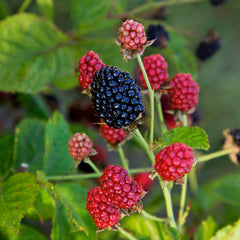 Bushel and Berry® Baby Cakes Blackberry® Bush