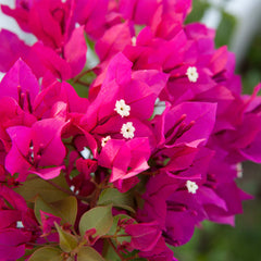 Barbara Karst Bougainvillea Tree