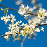 Vanilla Twist Redbud Tree