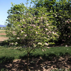 Prairie Pink Dogwood Tree
