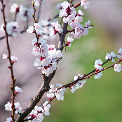 Katy Apricot Tree