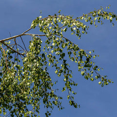 City Slicker® River Birch Tree