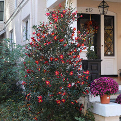 Southern Living® Yuletide Camellia