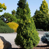 Rainbow’s End® Alberta Spruce Tree