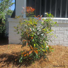 Cleyera Japonica