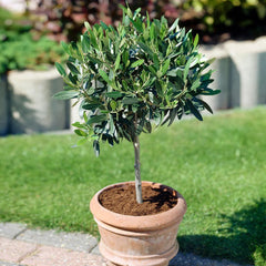 Koroneiki Greek Olive Tree