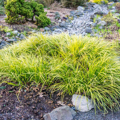 EverColor® Everillo Carex Sedge