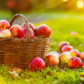 Anna Apple Tree