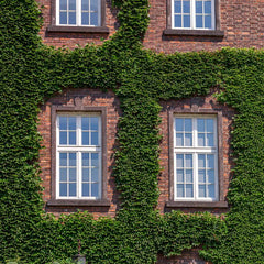 English Ivy Vine