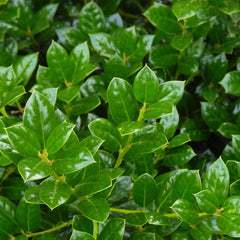 Dwarf Burford Holly Shrub